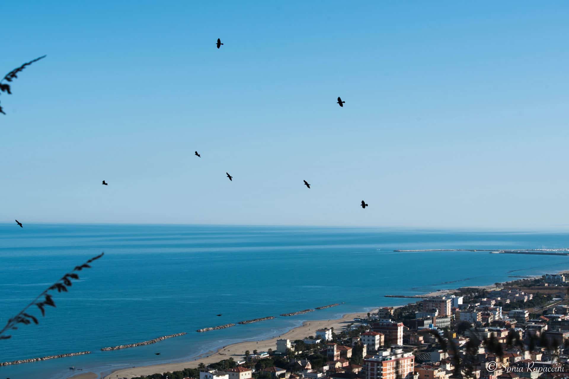 Rondini a Grottammare